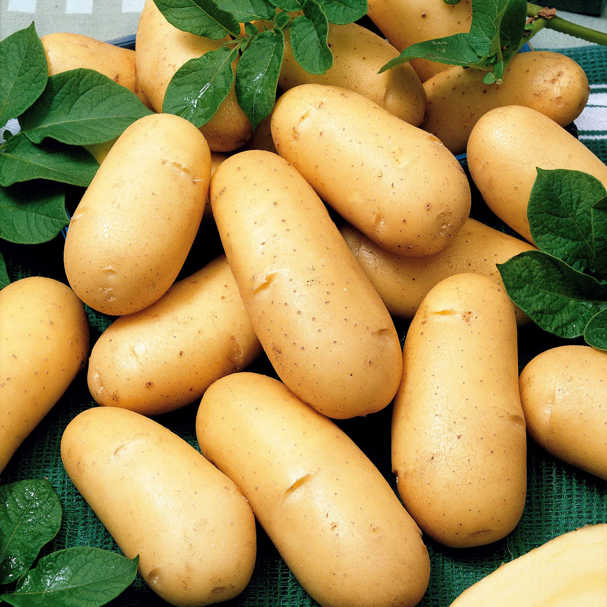 Aardappelen: rassen voor 6 maanden oogst (x80) - Bakker