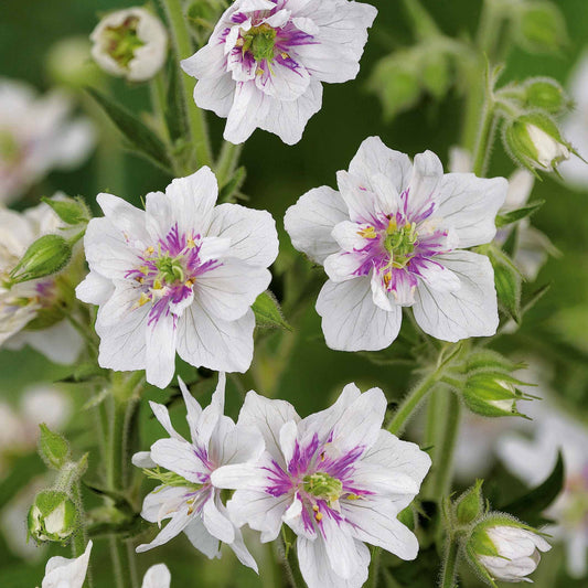 Beemdooievaarsbek 'Double Jewel' (x2) - Bakker