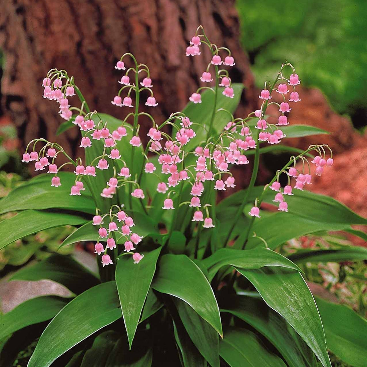 Lelietjes-van-Dalen - roze - Convallaria majalis Rosea - Bakker