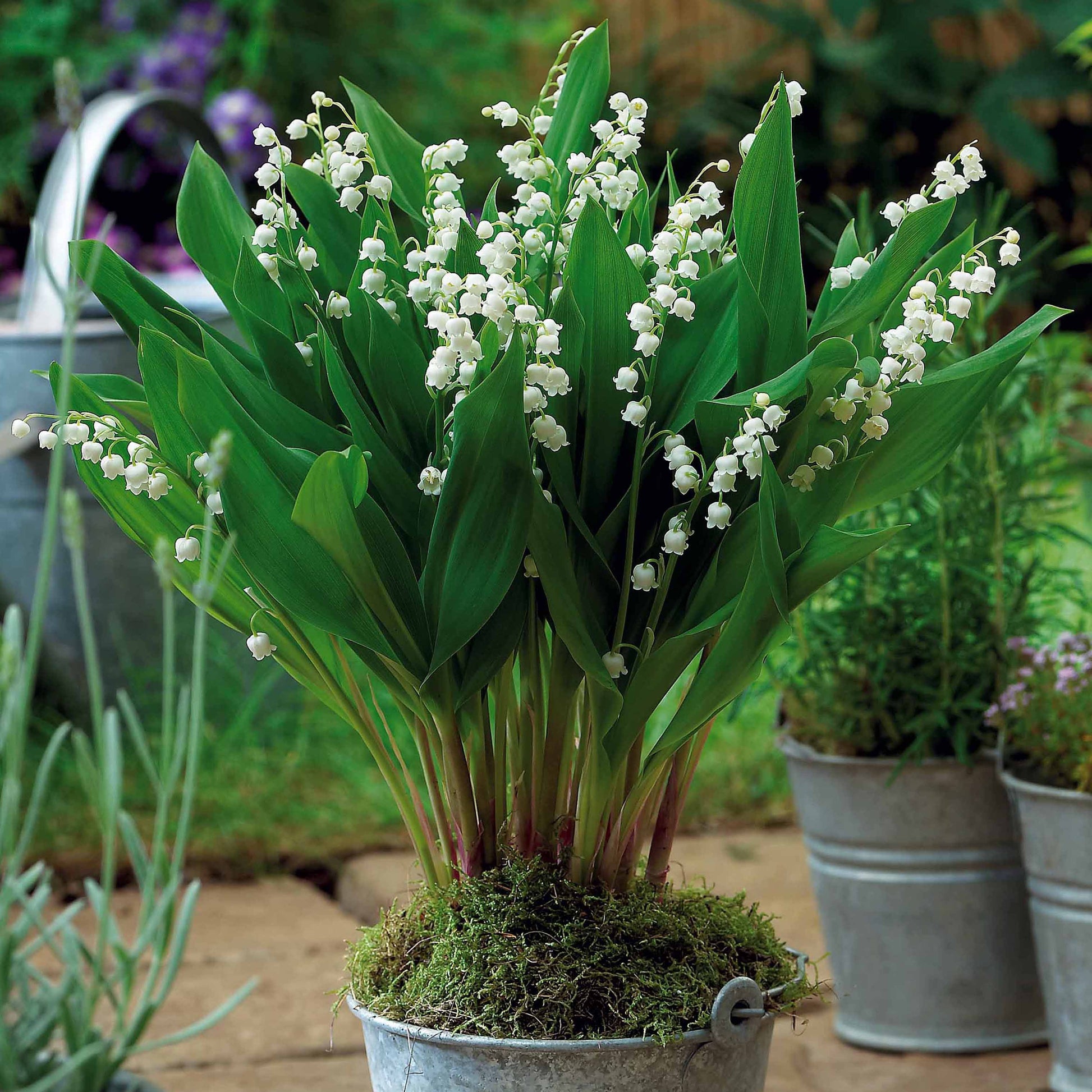 Convalaria majalis Bordeaux - Lelietjes-van-Dalen - bordeaurood (x5) - Vaste planten
