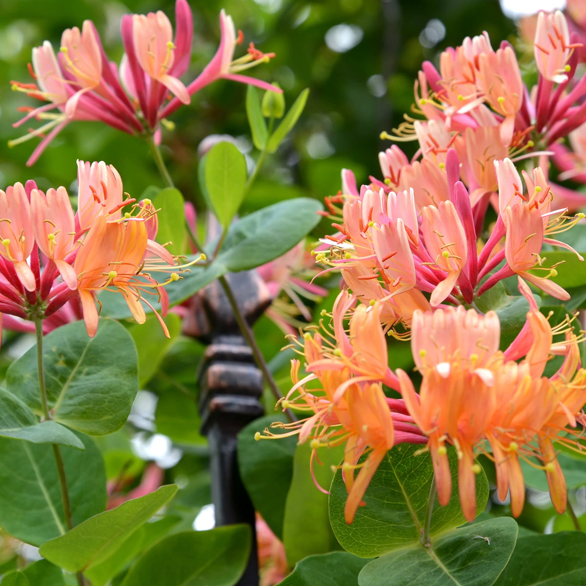 Kamperfoelie 'American Beauty' - Lonicera heckrottii American Beauty - Bakker