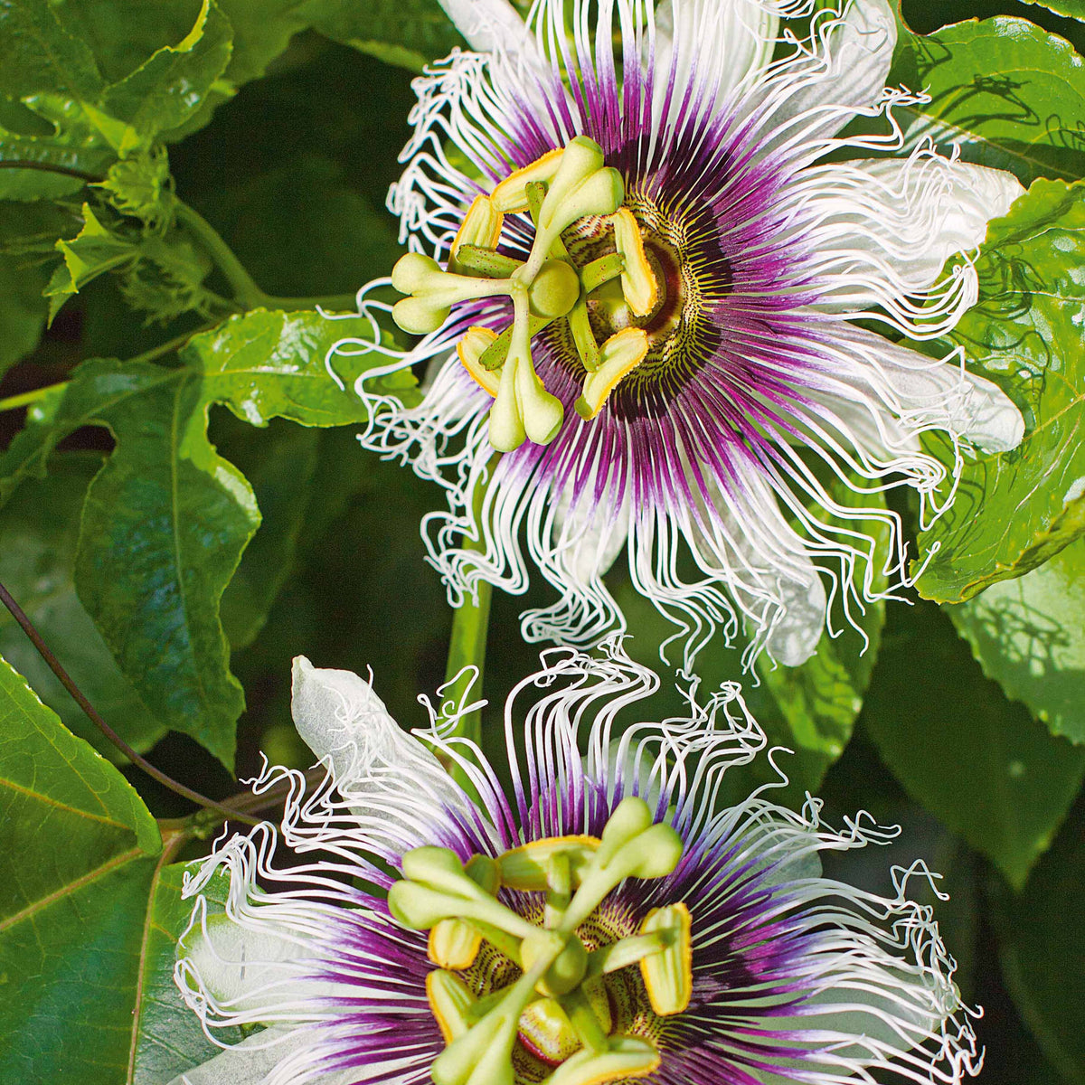 Klimfruitbomen - Passiebloem 'Frederick' - Passiflora edulis frederick