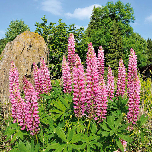 Lupine (x3) - Bakker