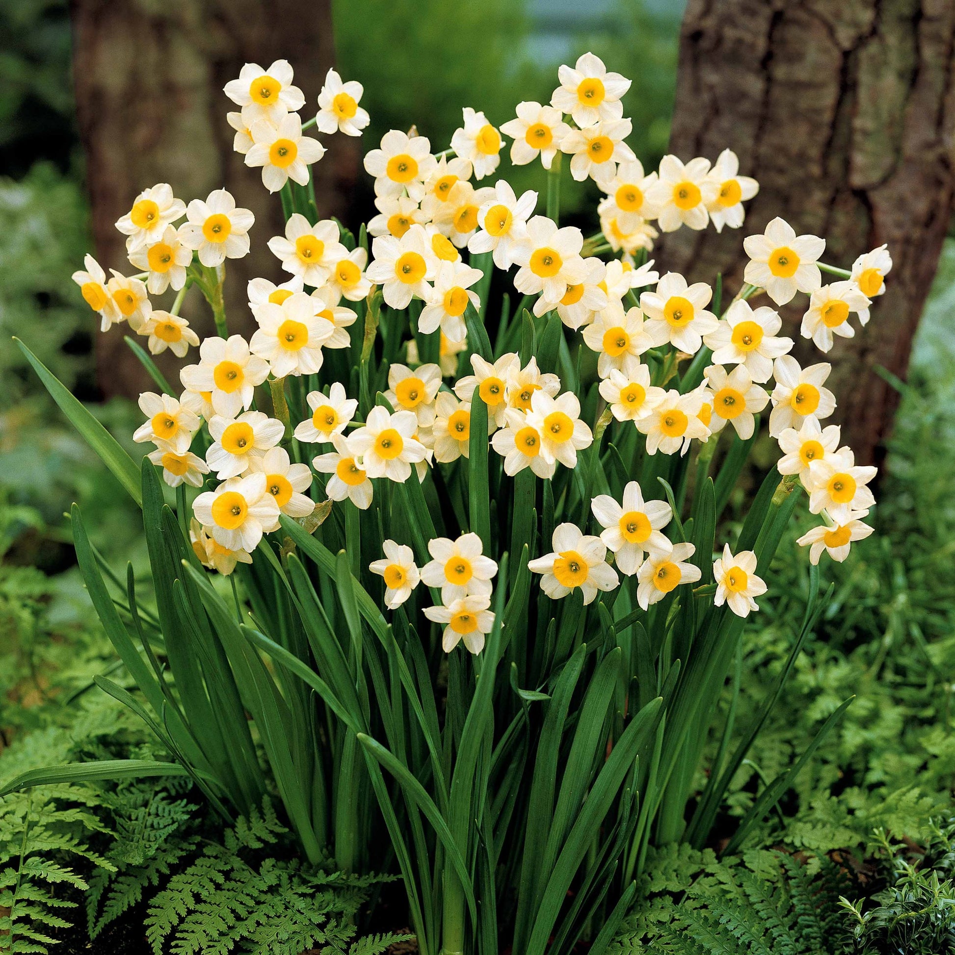 Narcis Minnow (x10) - Narcissus tazetta minnow - Bakker