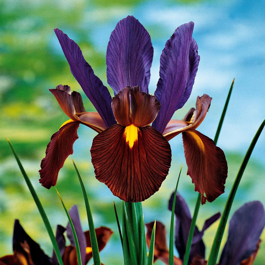 Iris 'Tiger Eyes' (x10) - Bakker