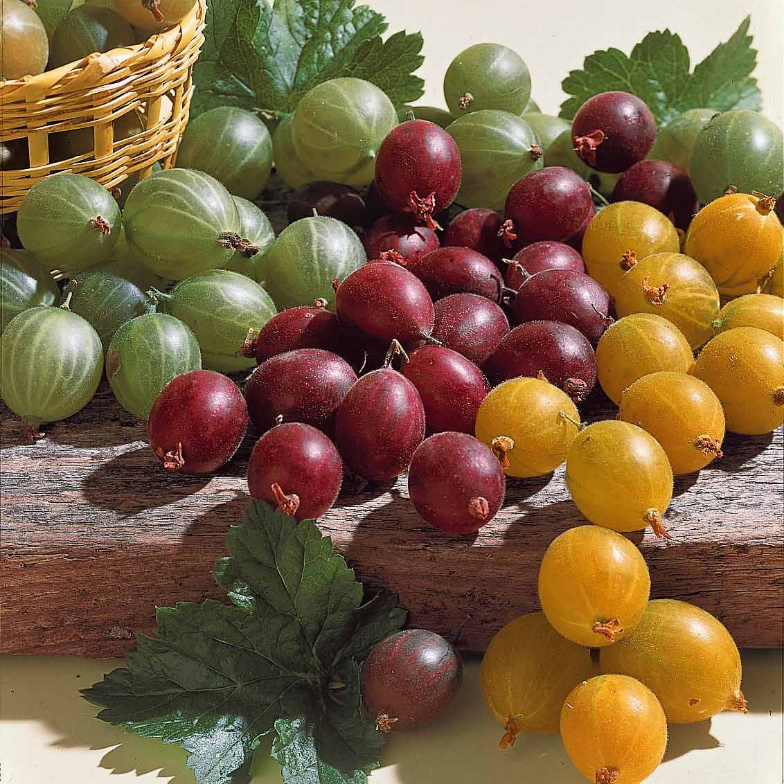 Rode kruisbes op stam - Ribes uva-crispa Hinnonmäki Röd - Bakker
