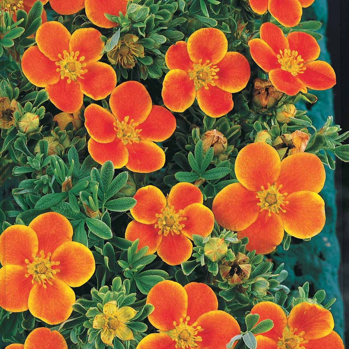 Ganzerik Mix - oranje + geel + wit - 1,5 meter haag (x3) - Potentilla ‘hopley’s’ orange, goldfinger jaune, ‘a - Bakker