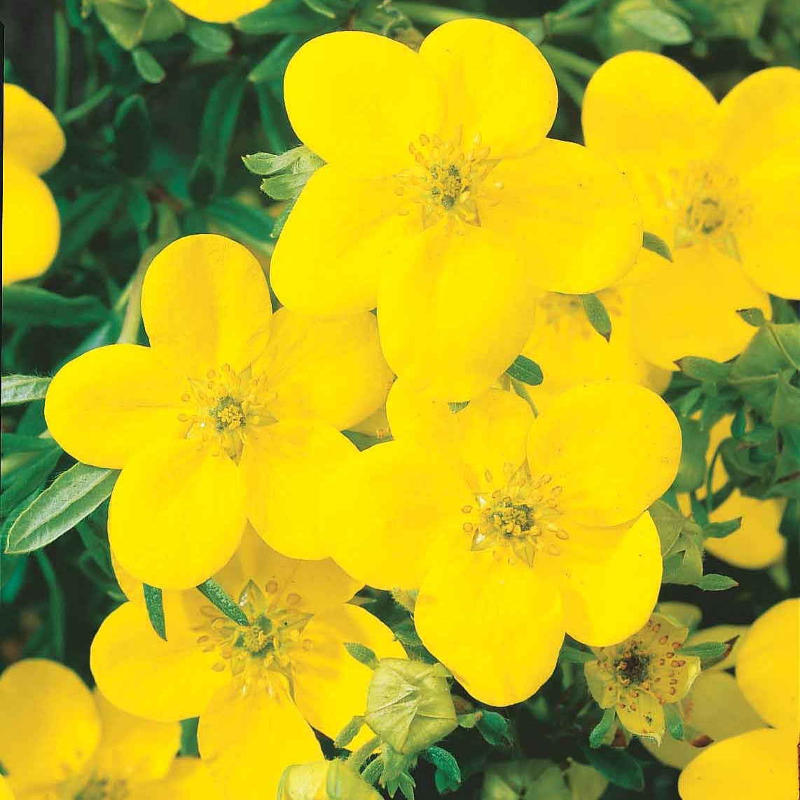 Potentilla ‘hopley’s’ orange, goldfinger jaune, ‘a - Ganzerik Mix - oranje + geel + wit - 1,5 meter haag (x3) - Bloeiende heesters