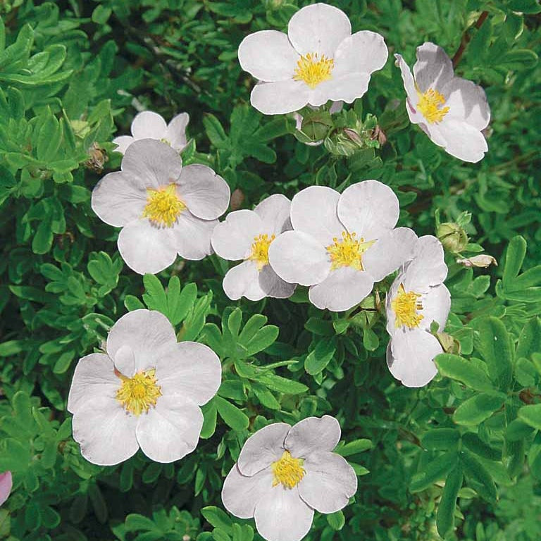 Bloeiende heesters - Ganzerik Mix - oranje + geel + wit - 1,5 meter haag (x3) - Potentilla ‘hopley’s’ orange, goldfinger jaune, ‘a