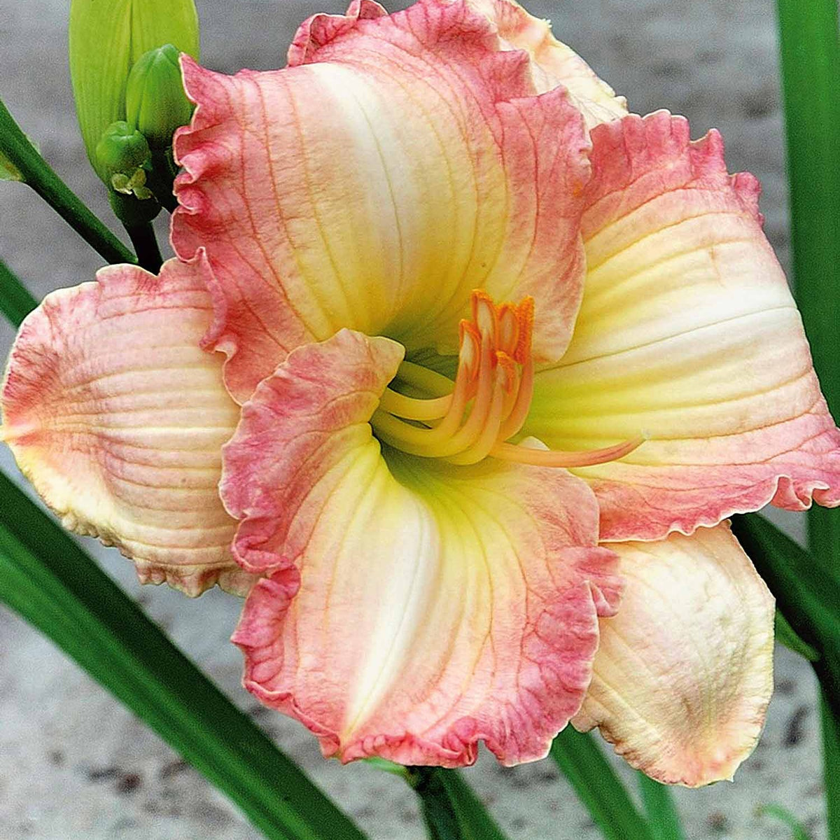 3Frosted Vintage Ruffles Daglelies - Bakker