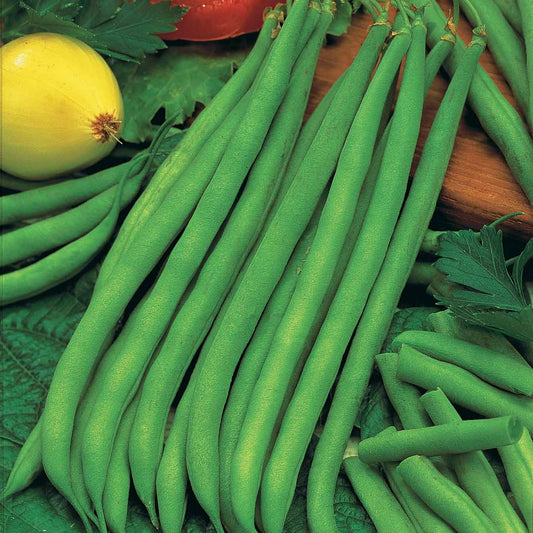 Prinsessenboon 'Holland' - Bakker