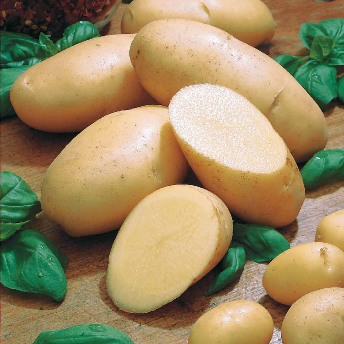 Aardappel 'Belle de Fontenay' - Bakker