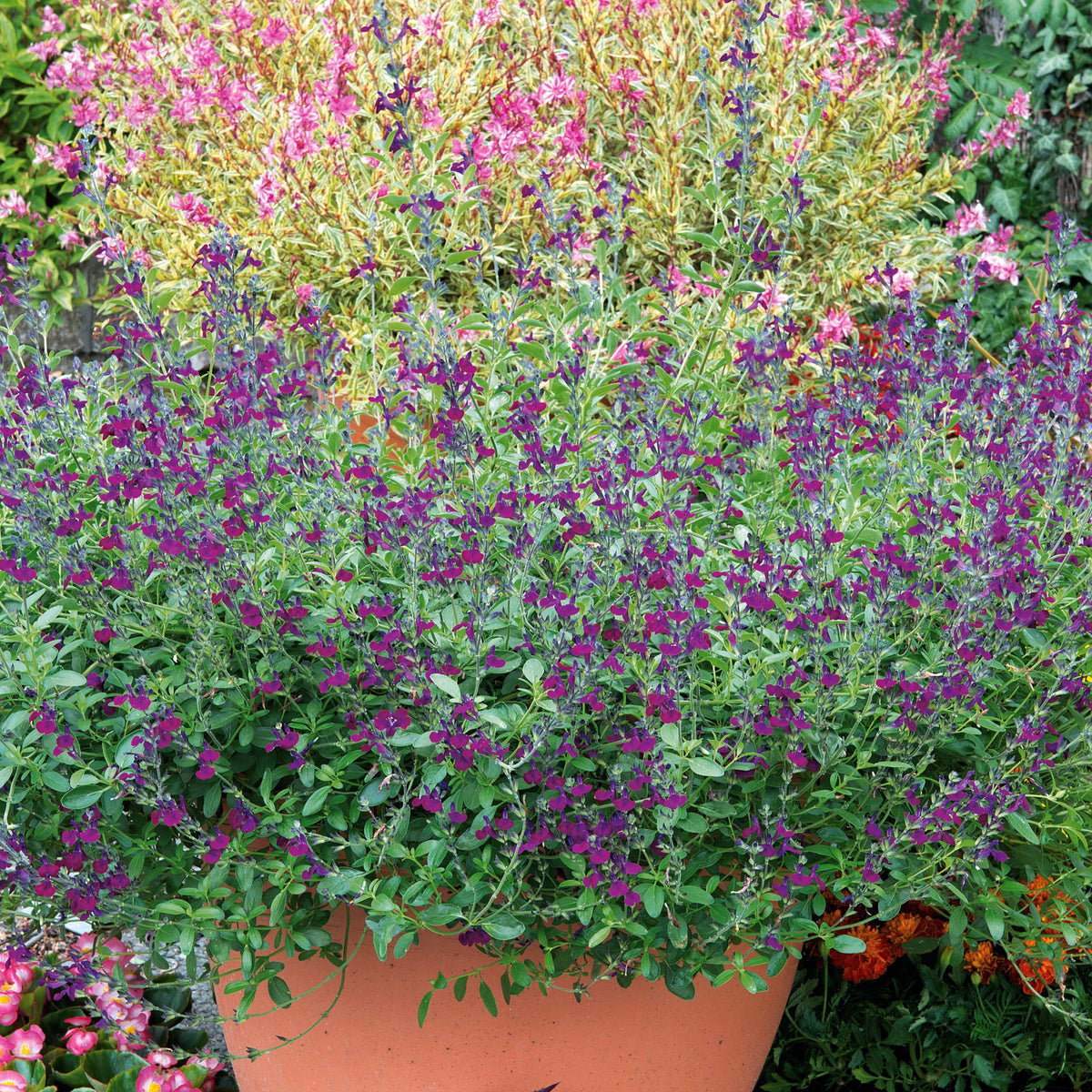 Verkoop Salie 'Violette de Loire' - Salvia jamensis Violette de Loire ® Barsal