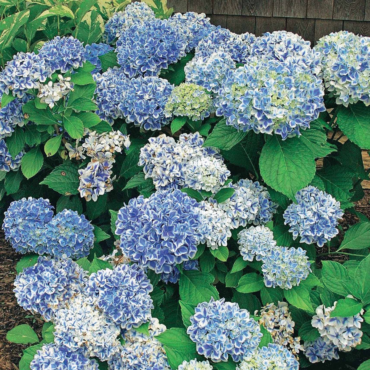Boerenhortensia 'Peppermint' - Hydrangea macrophylla peppermint - Bakker