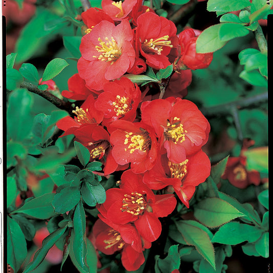 Japanse kwee 'Cido' - Bakker