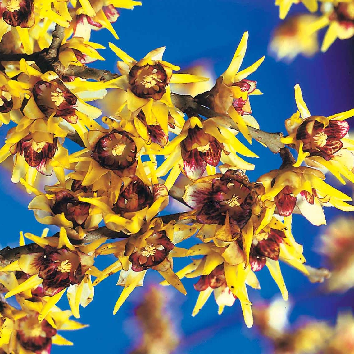 Chimonanthus praecox - Meloenboompje - Heesters