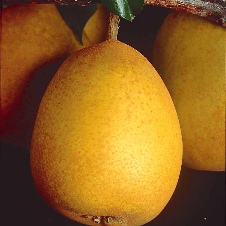 Perenboom 'Beurré Hardy' - Pyrus communis Beurré Hardy - Bakker