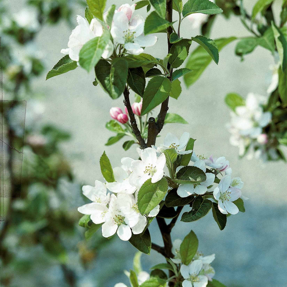 Appelbomen - Appelboom 'Golden Delicious' - Malus domestica Golden Delicious