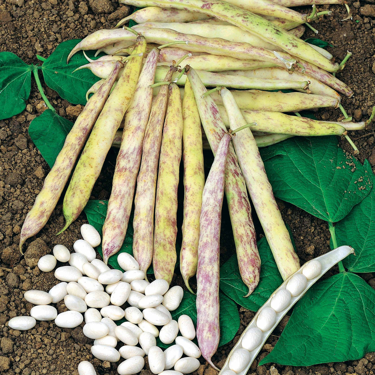 Droogboon 'Cocagne' - Phaseolus vulgaris cocagne - Bakker