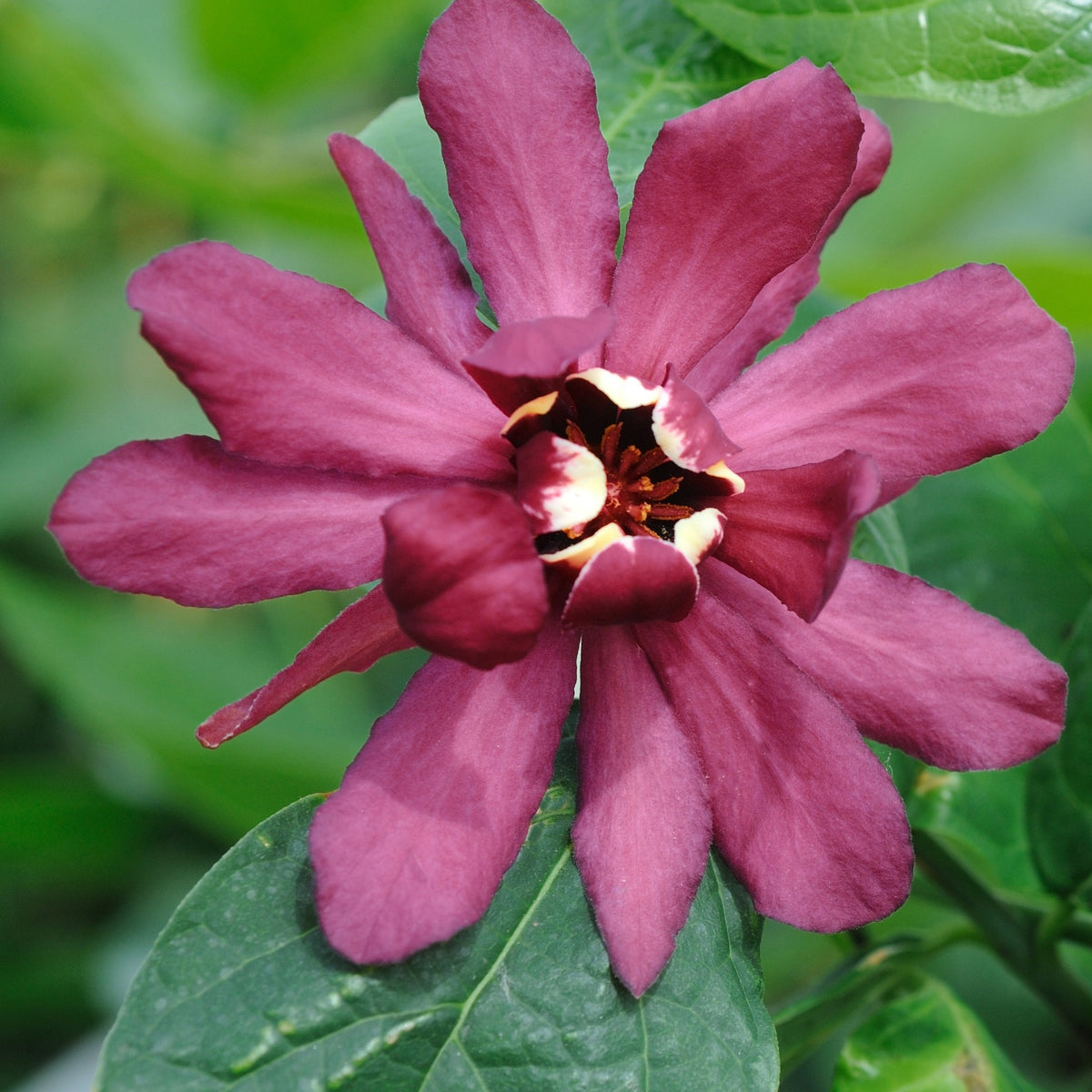 Sinocalycanthus x raulstonii hartlage wine - Calycanthus 'Hartlage Wine' - Heesters