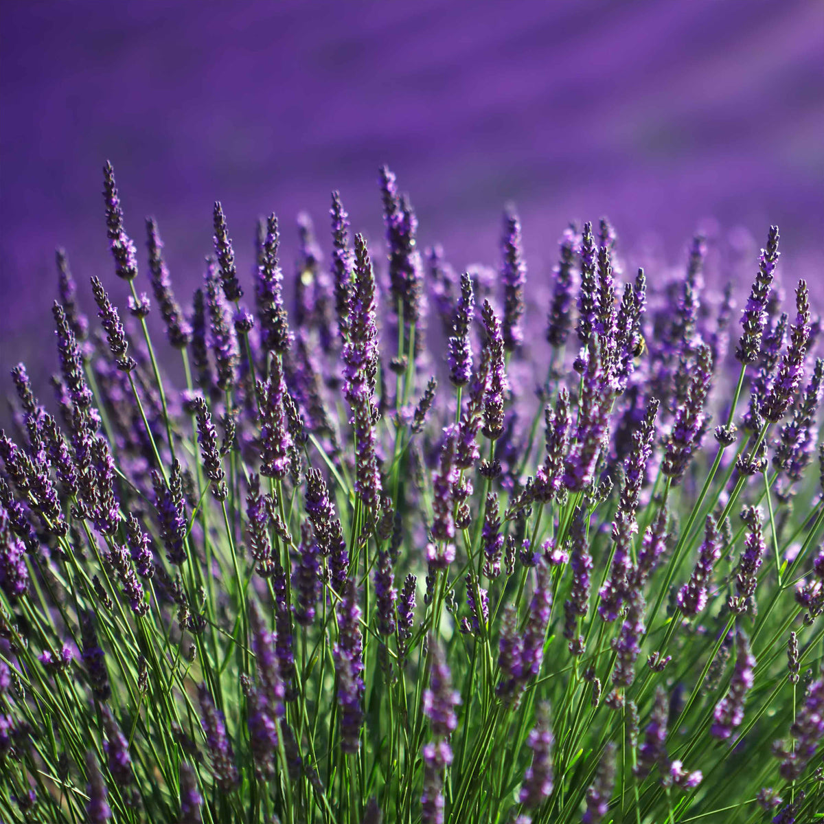 Blauwe lavendel - Lavandula angustifolia - Bakker