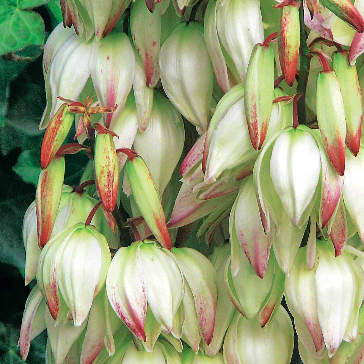 Palmlelie 'Bright Eyes' - Yucca filamentosa Bright Edge - Bakker