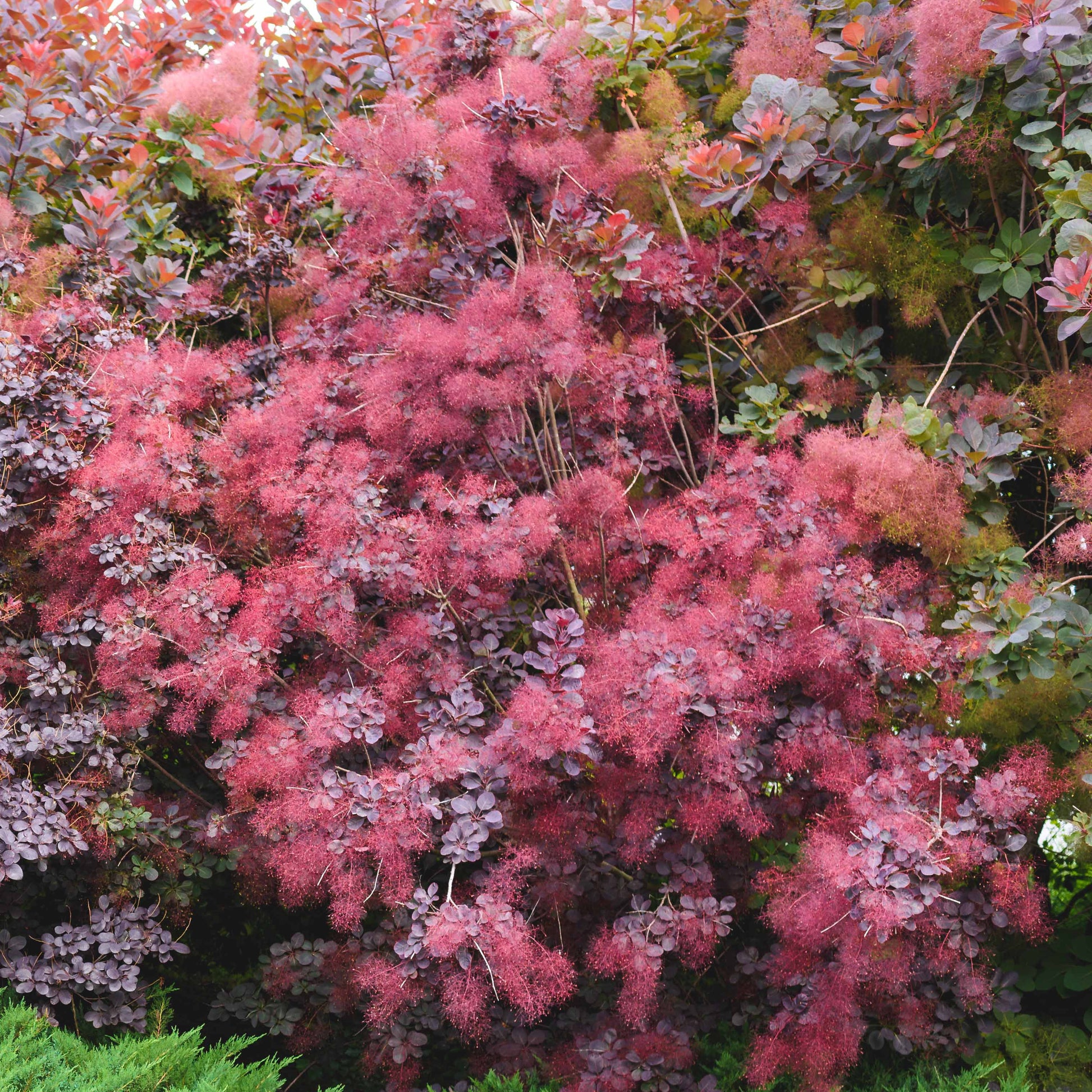 Pruikenboom 'Royal Purple' 2L pot - Cotinus coggygria royal purple - Bakker
