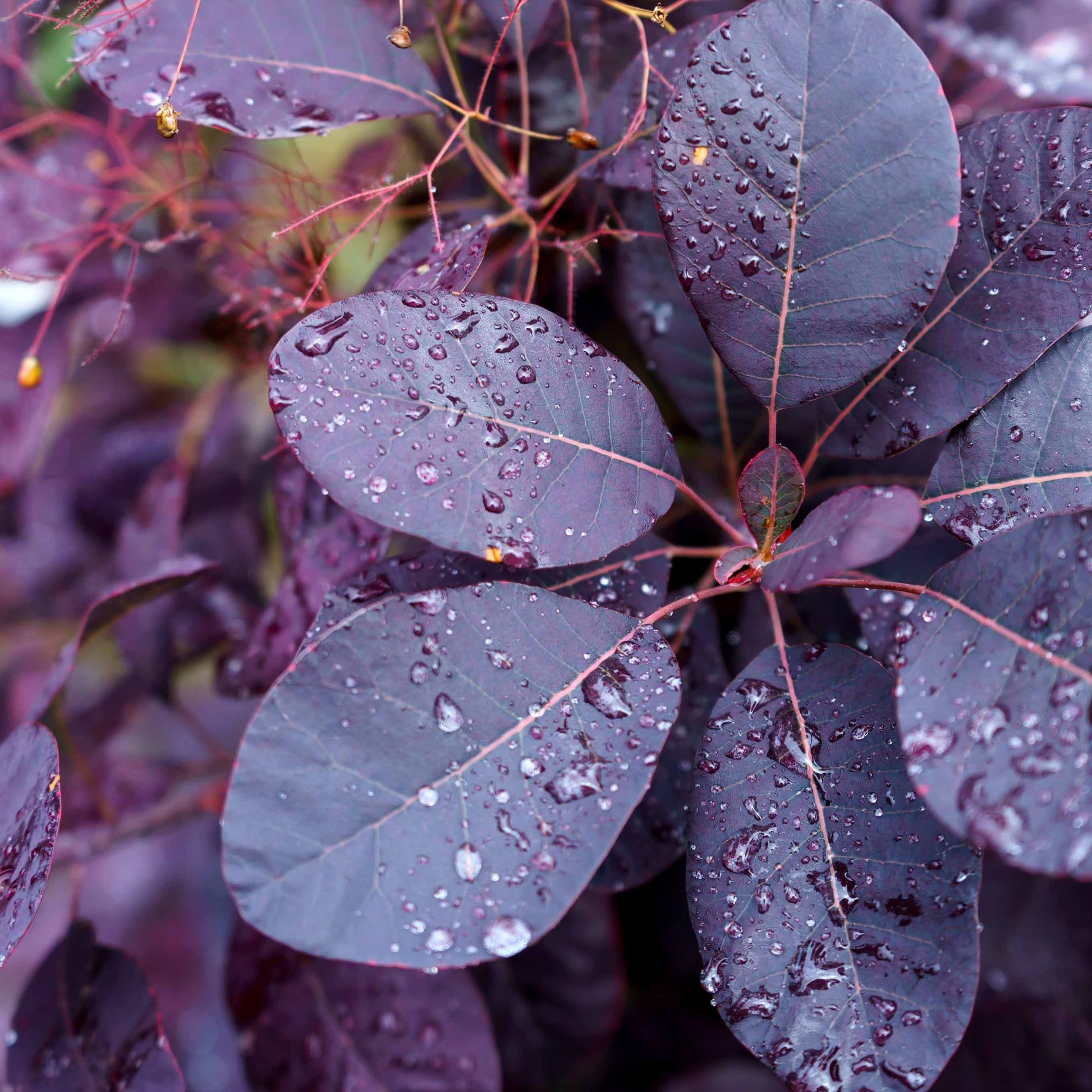 Cotinus coggygria royal purple - Pruikenboom 'Royal Purple' 2L pot - Heesters