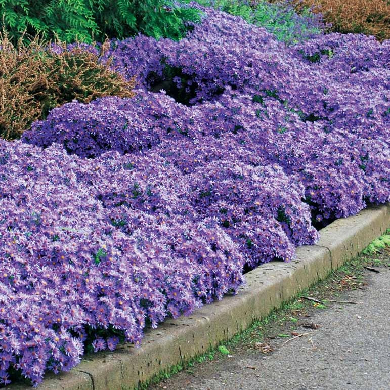 Wood's light blue Herfstasterren - Aster wood's light blue - Bakker