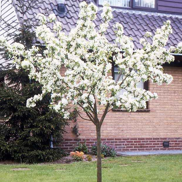 Perenboom 'William's Rouge' - Pyrus communis William's red - Bakker