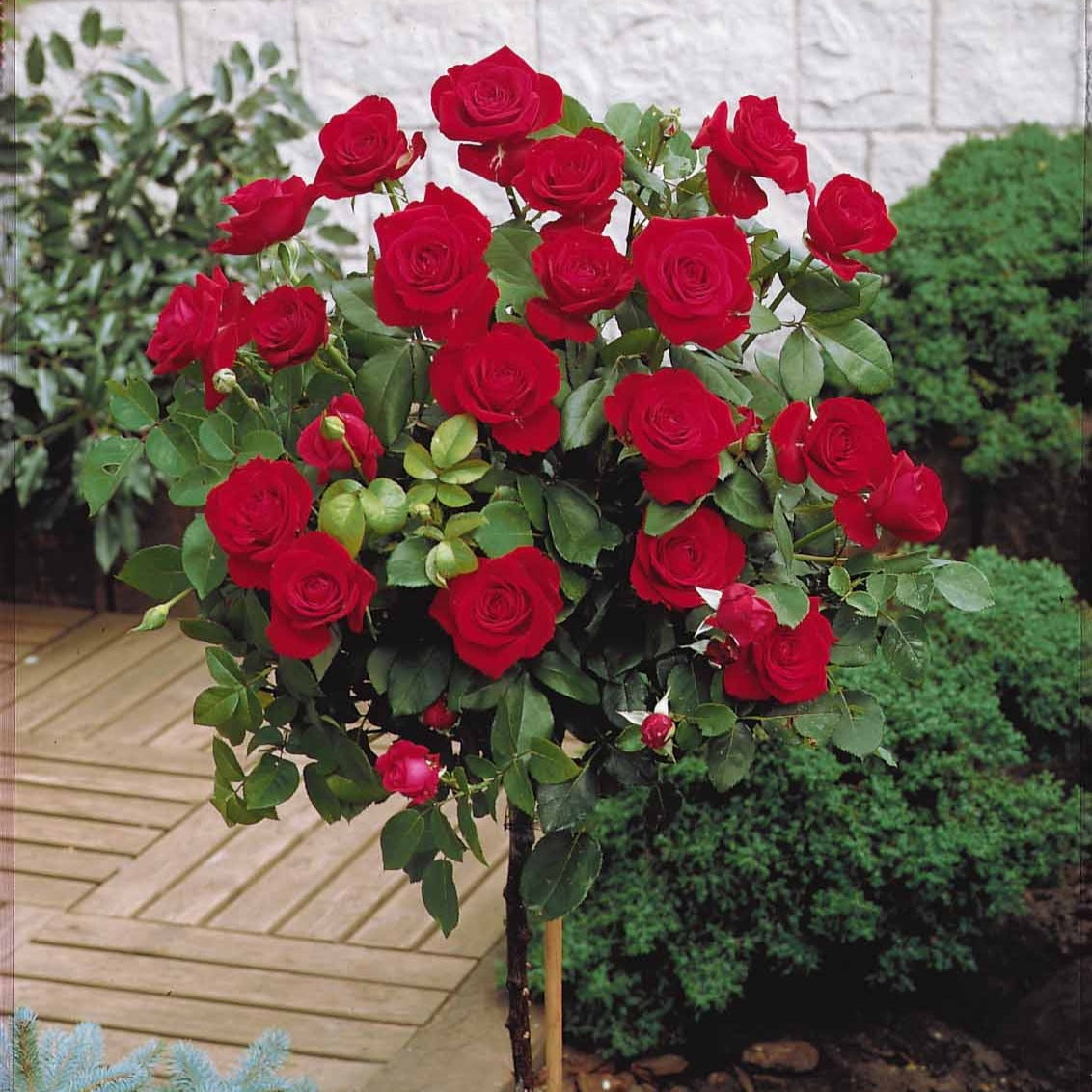 Stamroos 'Dame de Couer' - Rosa dame de coeur - Bakker
