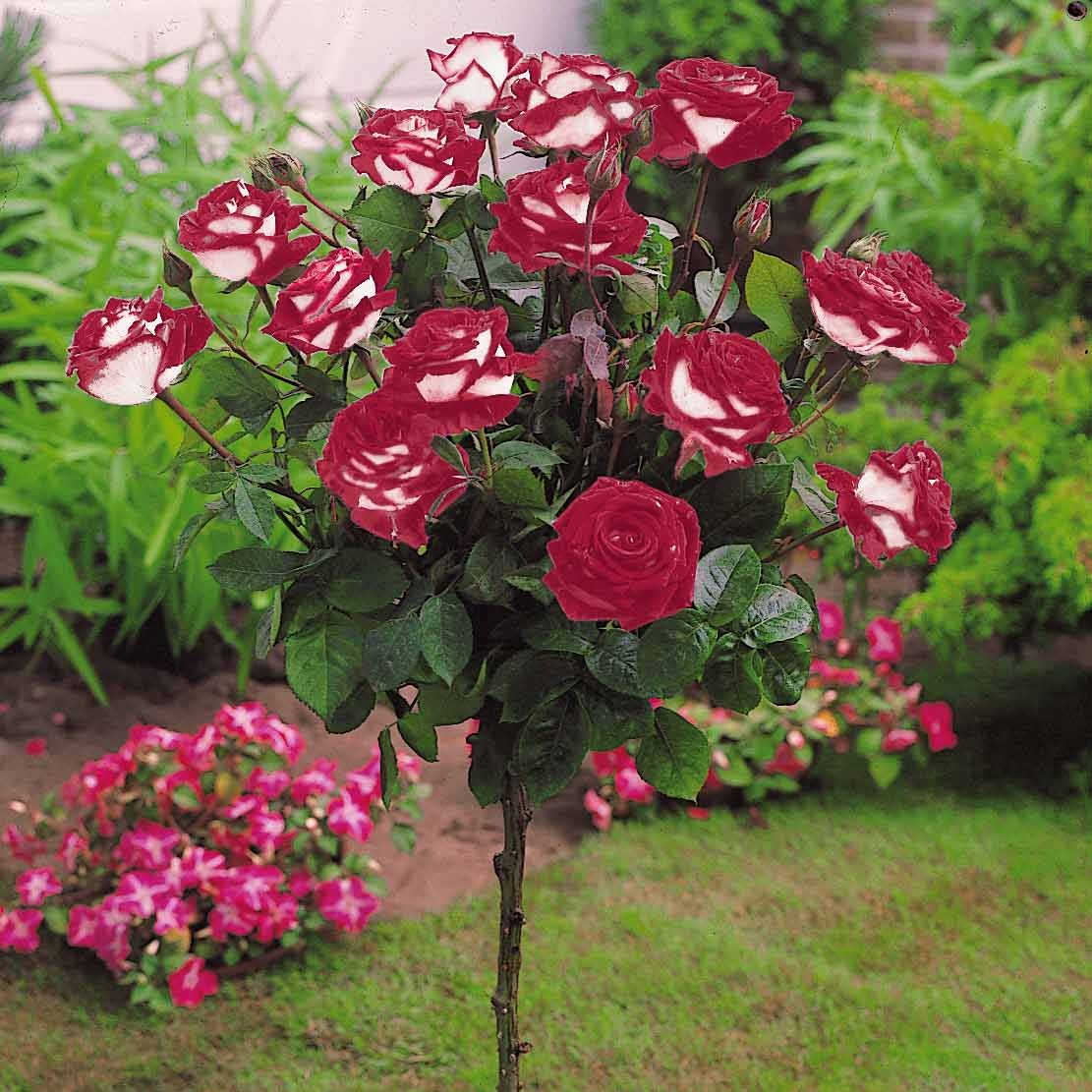 Stamroos 'Osiria' - Rosa Osiria - Bakker