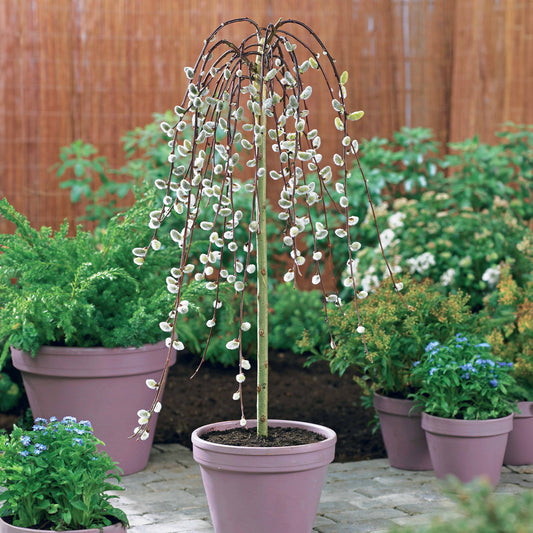 Treurwilg 'Kilmarnock' op stam - Bakker