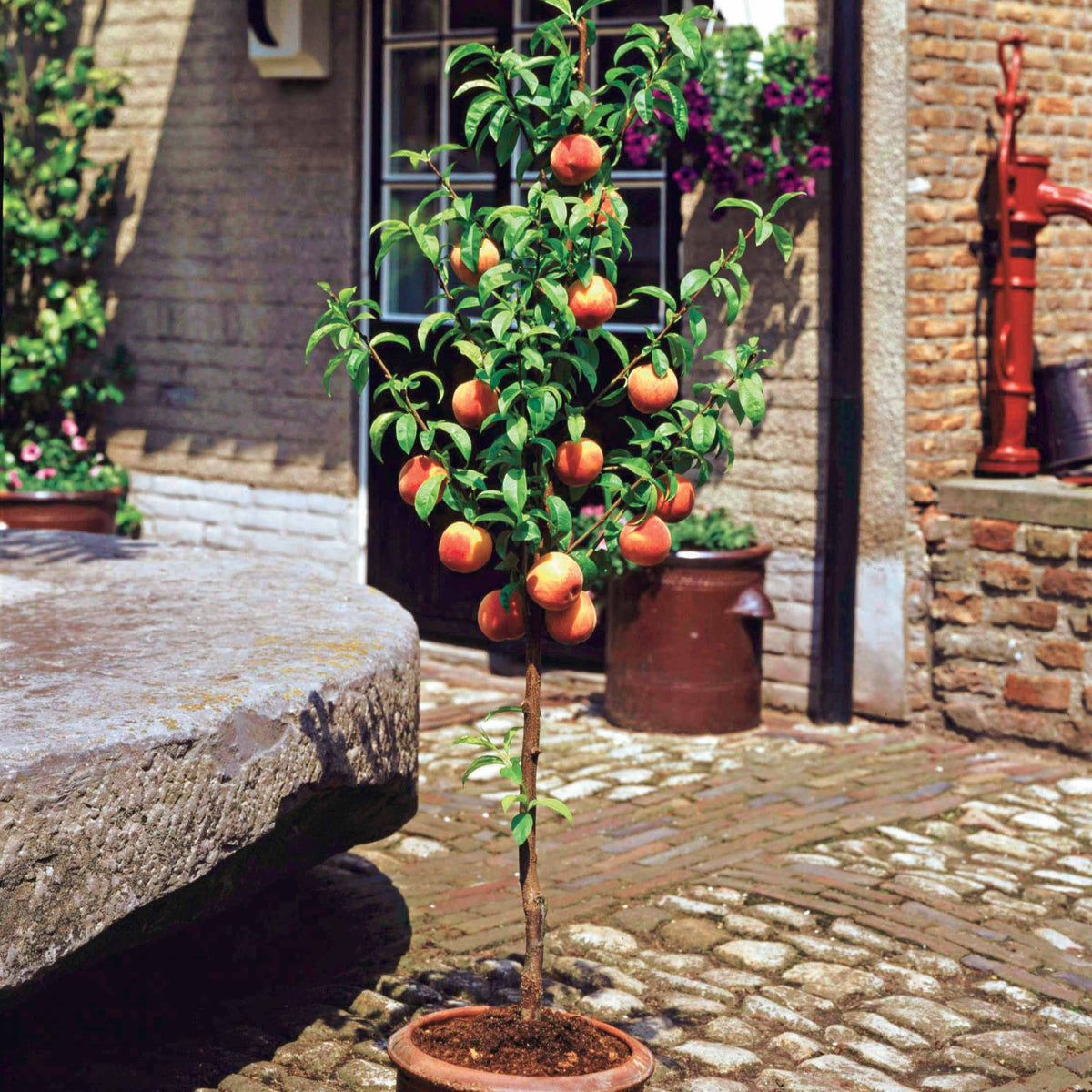 Mini Perzik 'Suncrest' - Prunus persica Suncrest - Bakker
