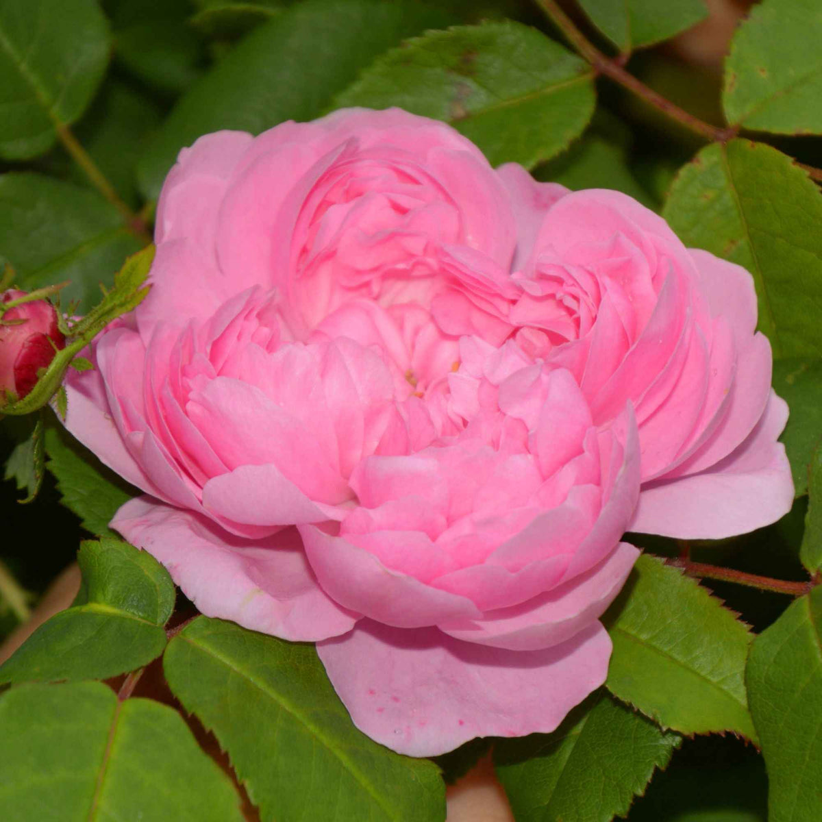Historische roos 'Comte de Chambord' - Rosa Comte de Chambord - Bakker