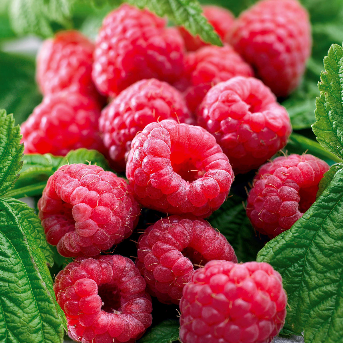 Framboos 'Marastar'® - Rubus idaeus marastar ® cov ma29-20 - Bakker