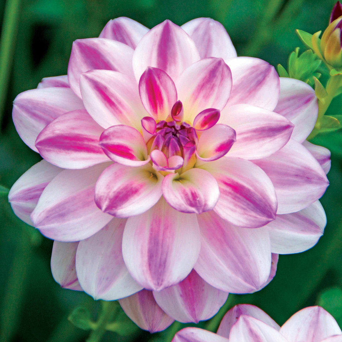Dahlia 'St. Martin' (x3) - Dahlia saint martin - Bakker