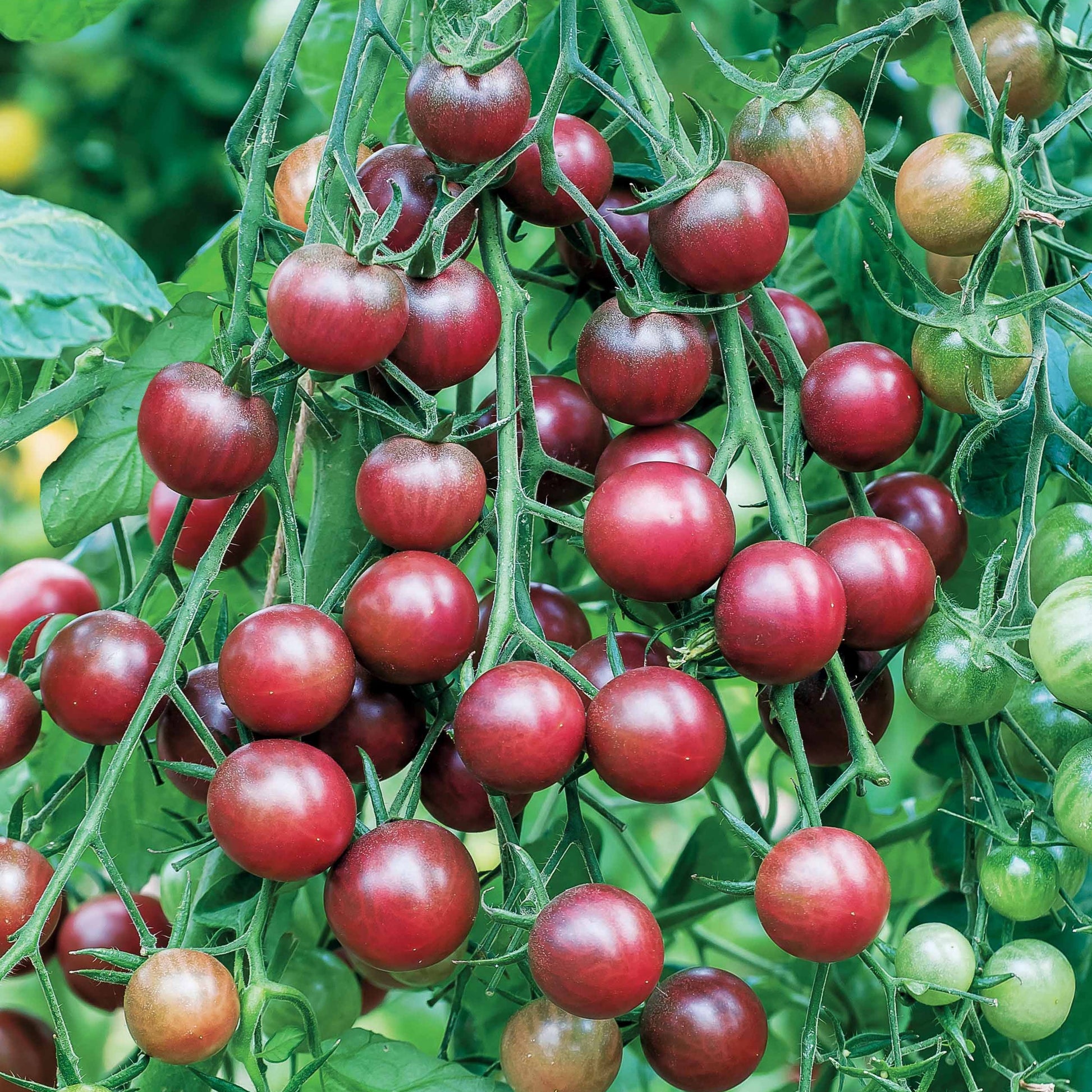 Cherrytomaat 'Chocolate Cherry' - Solanum lycopersicum chocolate cherry - Bakker