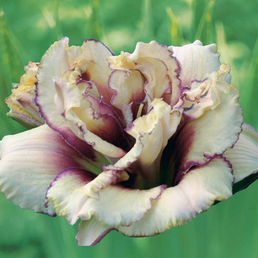 Daglelie 'Kringled Fantasy' (x2) - Bakker