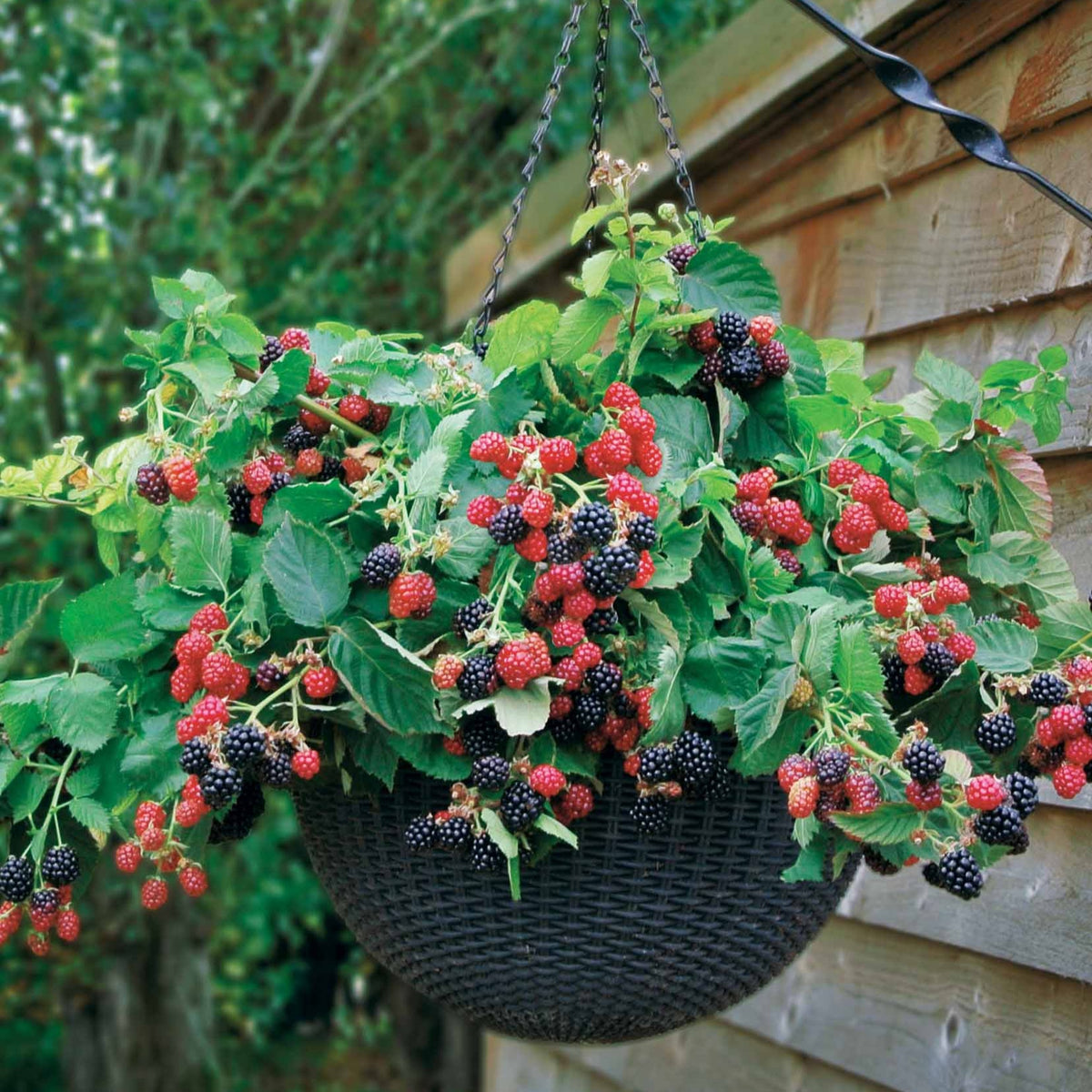 Braam 'Black Cascade' - Bakker