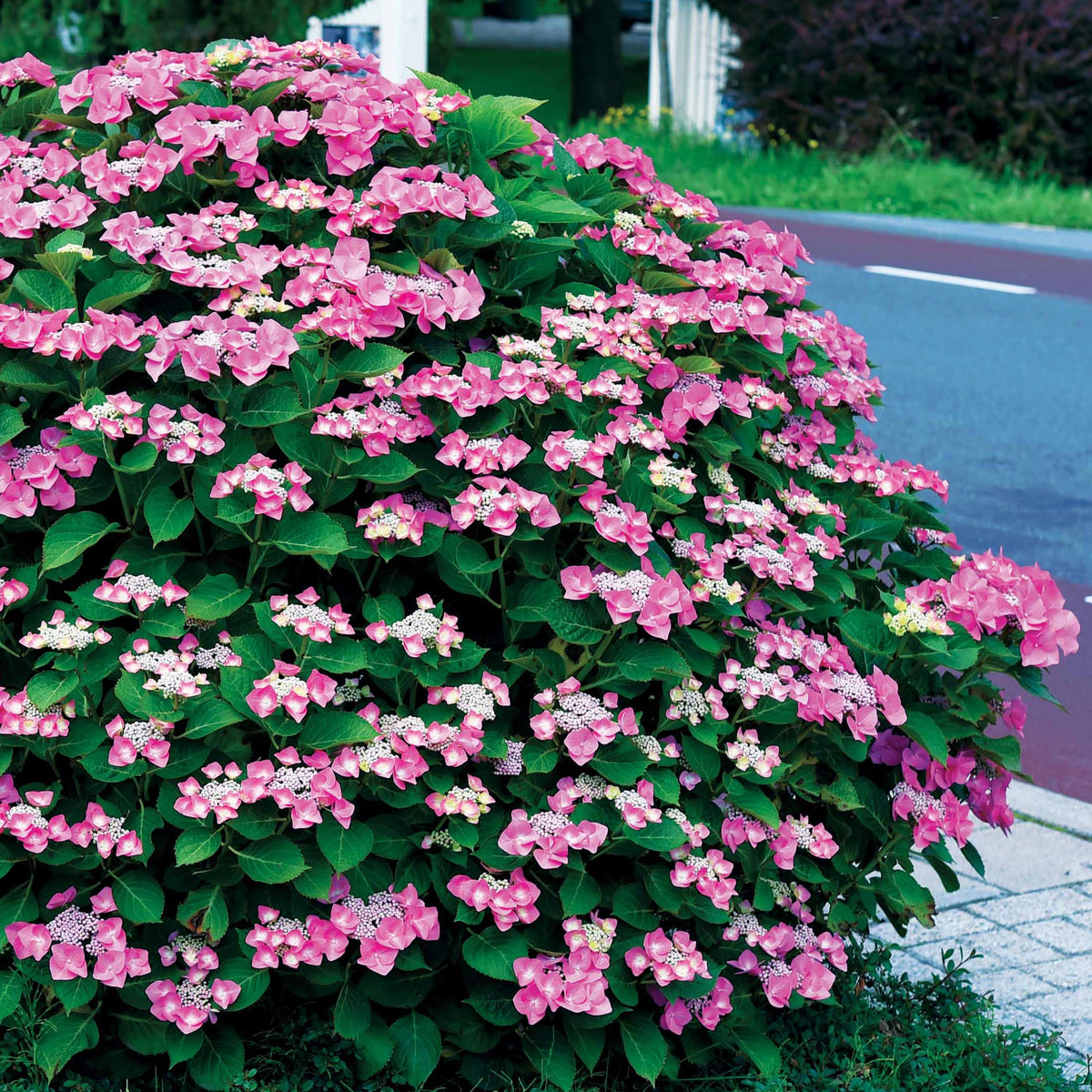 Boerenhortensia 'Selina' - Hydrangea macrophylla Selina - Bakker
