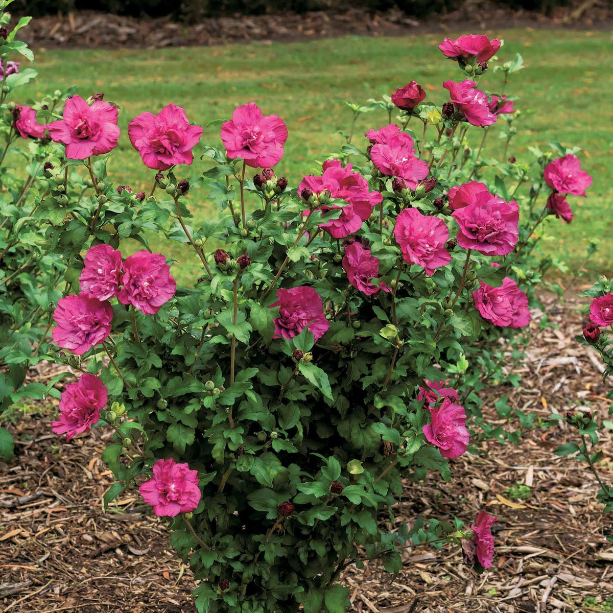 Altheastruik 'Magenta Chiffon' - Bakker