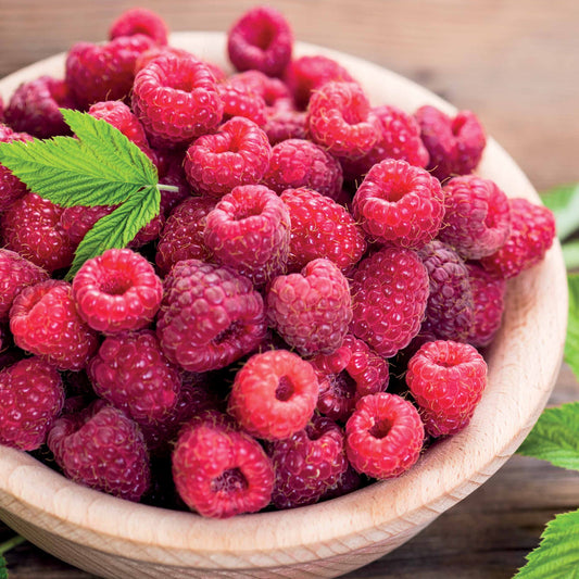 Framboos 'Paris' - Bakker