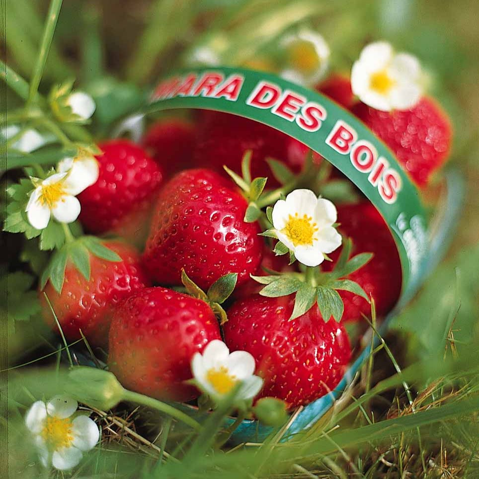 Mara des bois Bosaardbei - Fragaria vesca mara des bois - Bakker