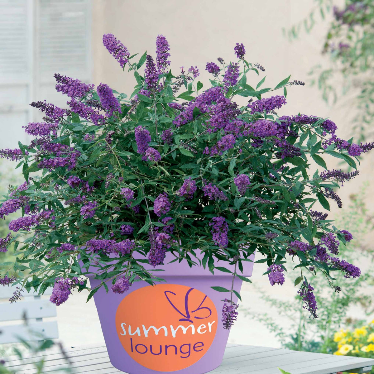 Vlinderstruik 'Summer Lounge' - Buddleja Summer Lounge - Bakker