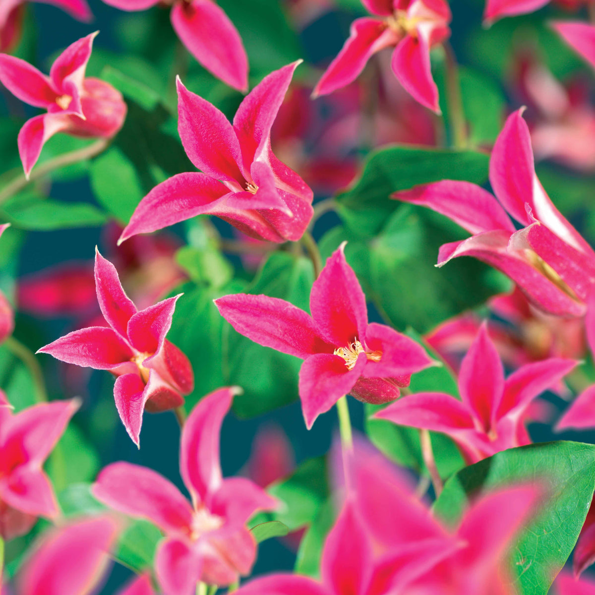 Verkoop Bosrank 'Lady Diana'® - Clematis texensis Princess Diana ®