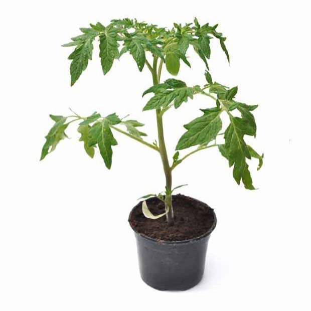 Moestuinplanten - Vleestomaat 'Coeur de Boeuf' - Solanum lycopersicum coeur de boeuf