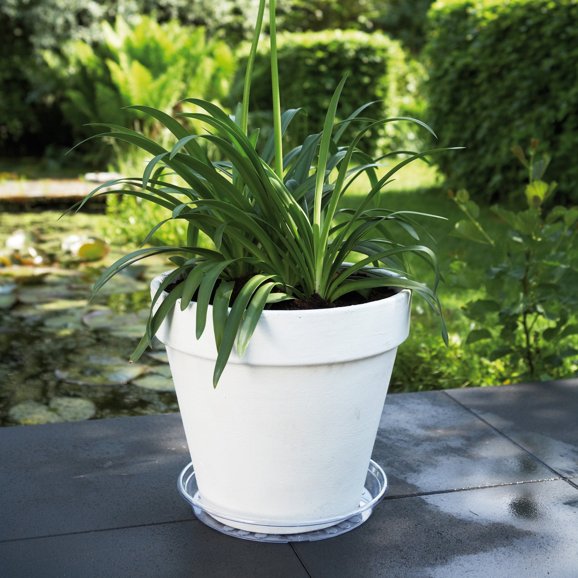 Elho Uni-Saucer transparant schoteltje -  - Bakker