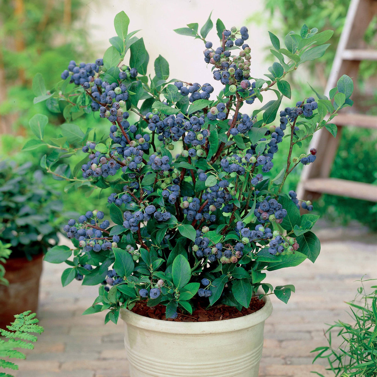 Blauwe bes 'Top Hat' - Vaccinium corymbosum top hat - Bakker