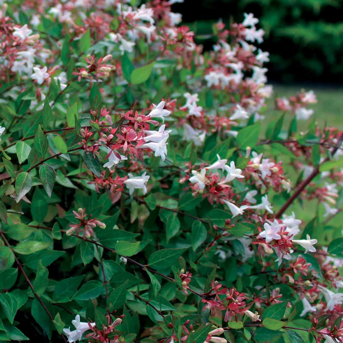 Grootbloemige abelia - Bakker